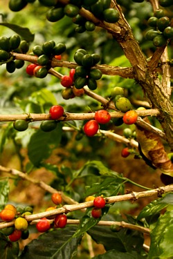 Coffee beans