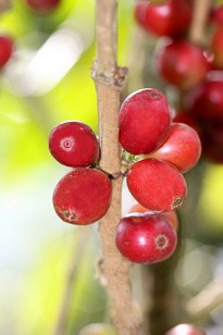 Coffee beans on the plant