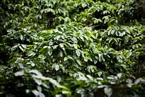 Coffee plants